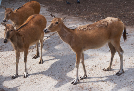 Three brown graceful deers in zoo