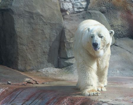 White big bear in zooの写真素材