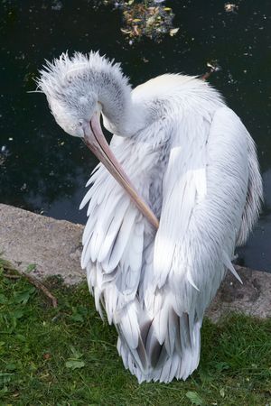 Big white pelican in zooの写真素材