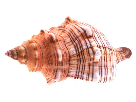 Sea unusual cockleshell on a white background