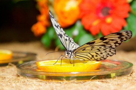 Big beautiful butterfly eating yellow lemonの写真素材