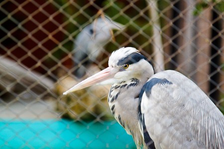 Heronの写真素材