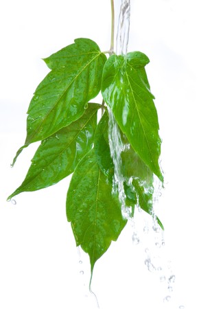 Green leafの写真素材
