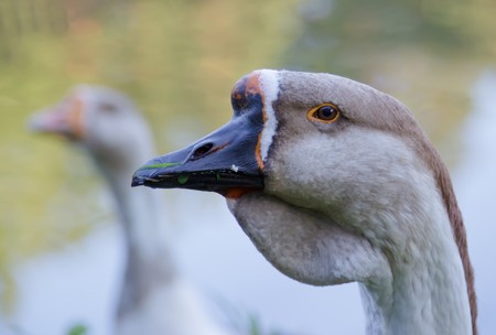 Gooseの写真素材