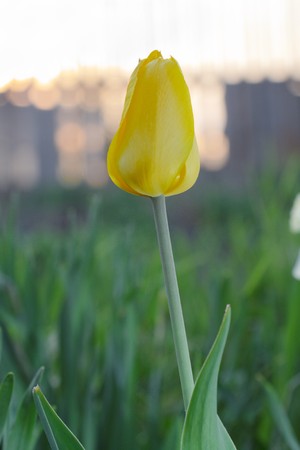 Tulipの写真素材