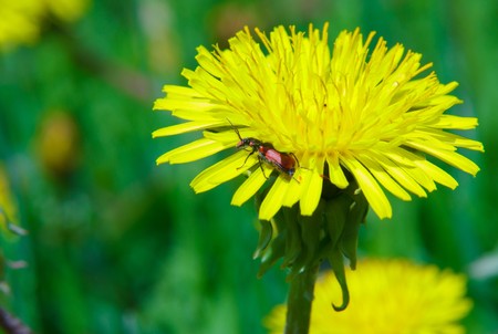 Dandelionの写真素材