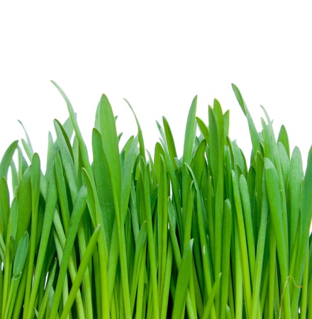 Green grassの写真素材