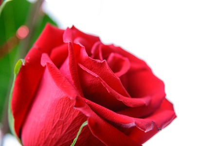 Beautiful isolated bouquet of flowers over white backgroundの写真素材