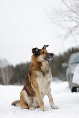 Dog on the abstract background, pet, natureの写真素材