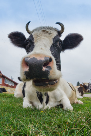 Big Cowの写真素材