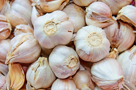 Garlic