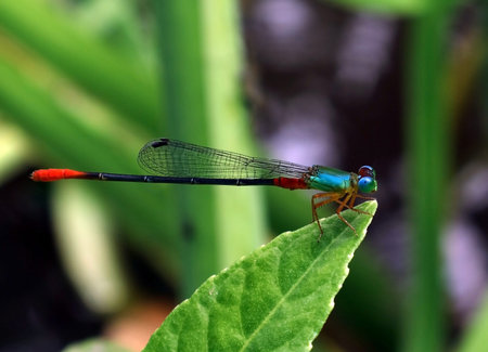 Dragonfly landing on a tip of leaf