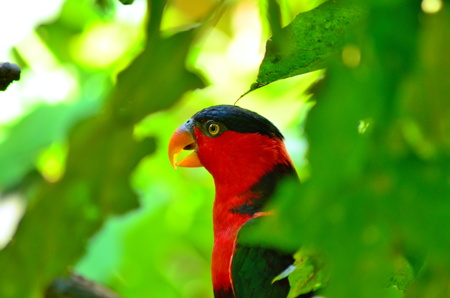parrotの写真素材