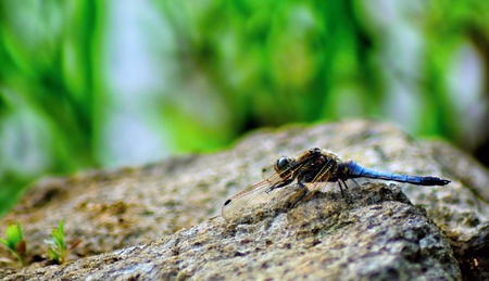 Dragonfly landscapeの写真素材