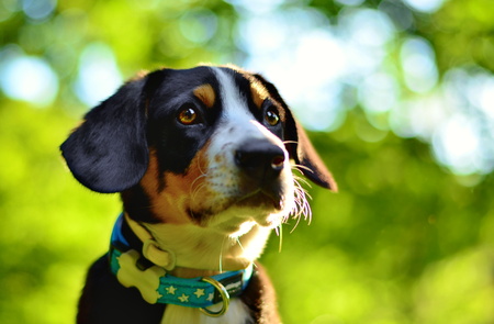 Entlebusk salanick dogの写真素材