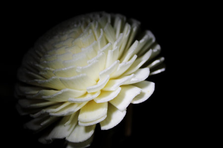 white flower isolated on black