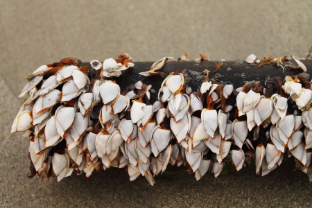 sea shells on the beachの写真素材