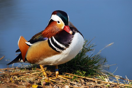 Mandarin duckの写真素材