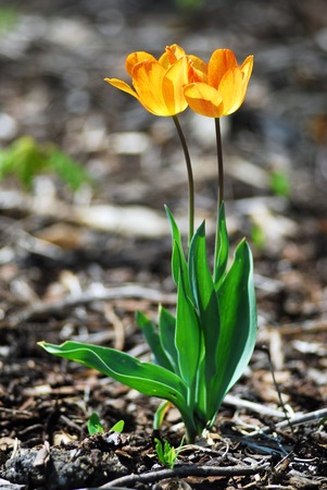 Yellow tulipsの写真素材