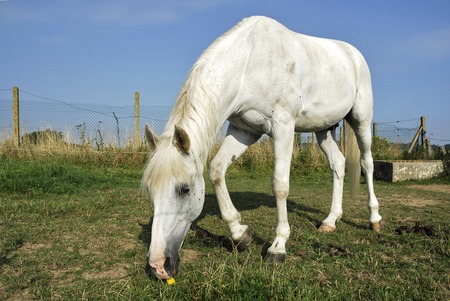 grazing horse of grassの写真素材