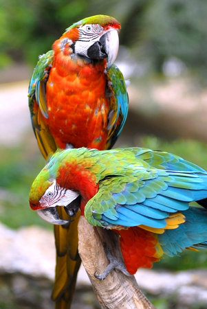 Parrots on perch