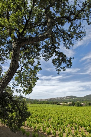 tree and vineyardの写真素材