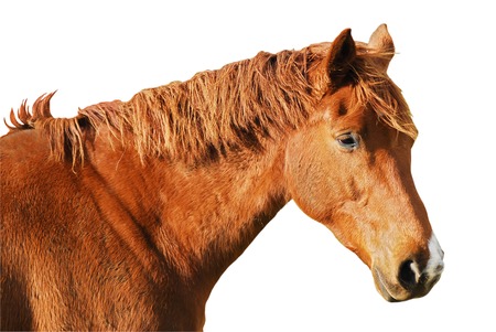 Isolated head horseの写真素材