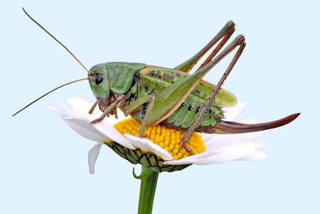  grasshopper on a daisyの写真素材