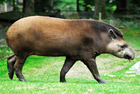 tapir walking