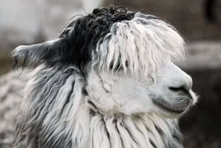 Head of llamaの写真素材