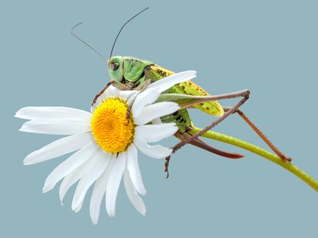 isolated grasshopper on white daisyの写真素材