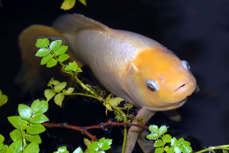 white fishの写真素材