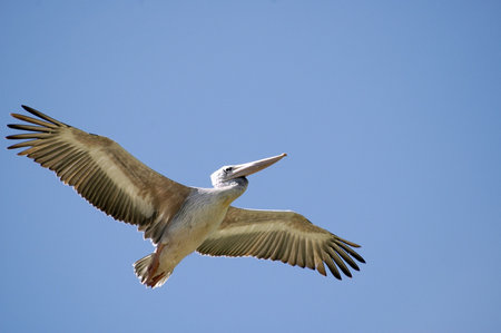 pelican in flightの写真素材