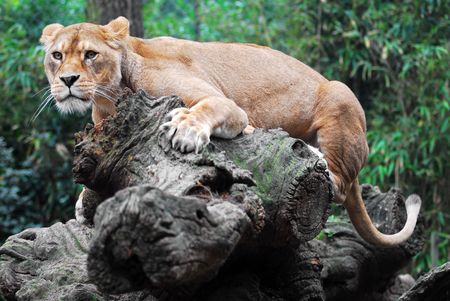 Lioness on a tree trunkの写真素材