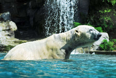 Bath of the polar bearの写真素材