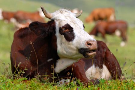 Cow in a prairieの写真素材