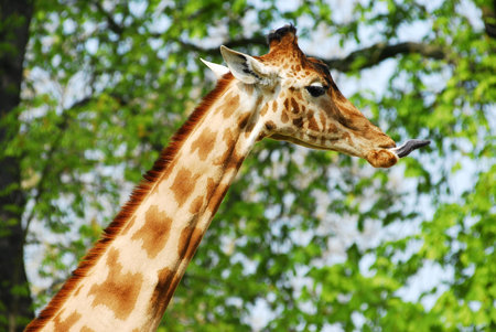 Giraffe sticking out tongue