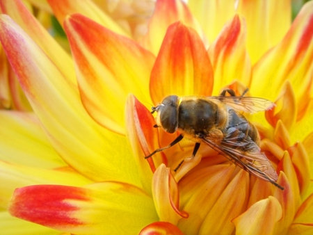 Macro of fly on orange dahlia                               