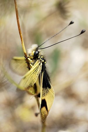 Owl-fly on a grassの写真素材