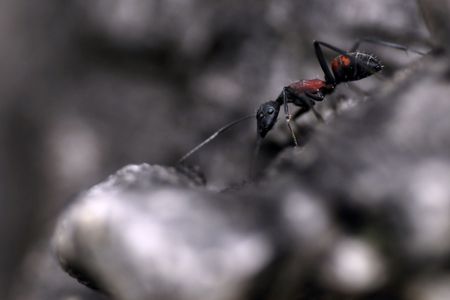 Black and red antの写真素材