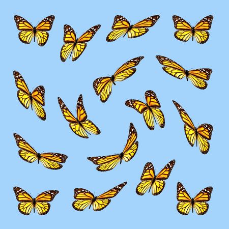 Takeoff monarch butterfliesの写真素材