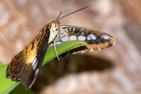 Butterfly on leaf