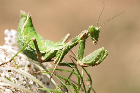 Mantis on flower