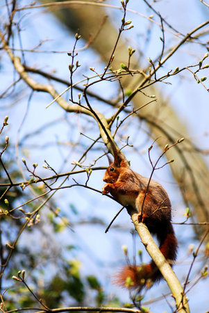 Red squirrel in a tree