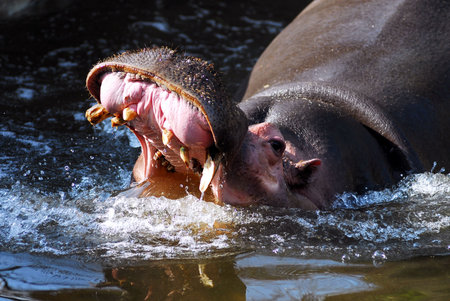 Hippopotamus in water