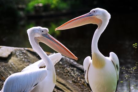 White pelicansの写真素材