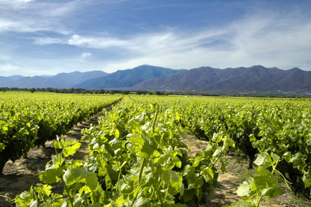 Vineyard in Roussillon Franceの写真素材