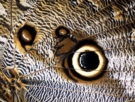 wing of butterflyの写真素材