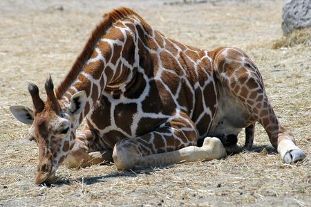 giraffe lyingの写真素材