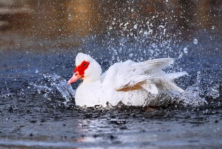 Muscovy duck bathing の写真素材